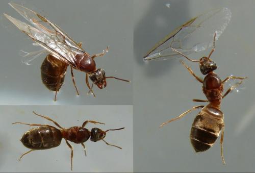 Lasius emarginatus